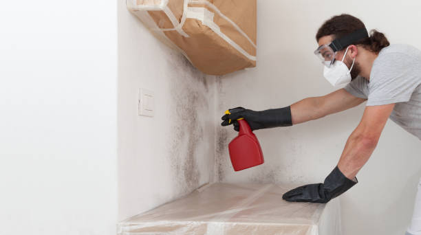 Professional Basement Mold Remediation technician working in Shakopee, MN